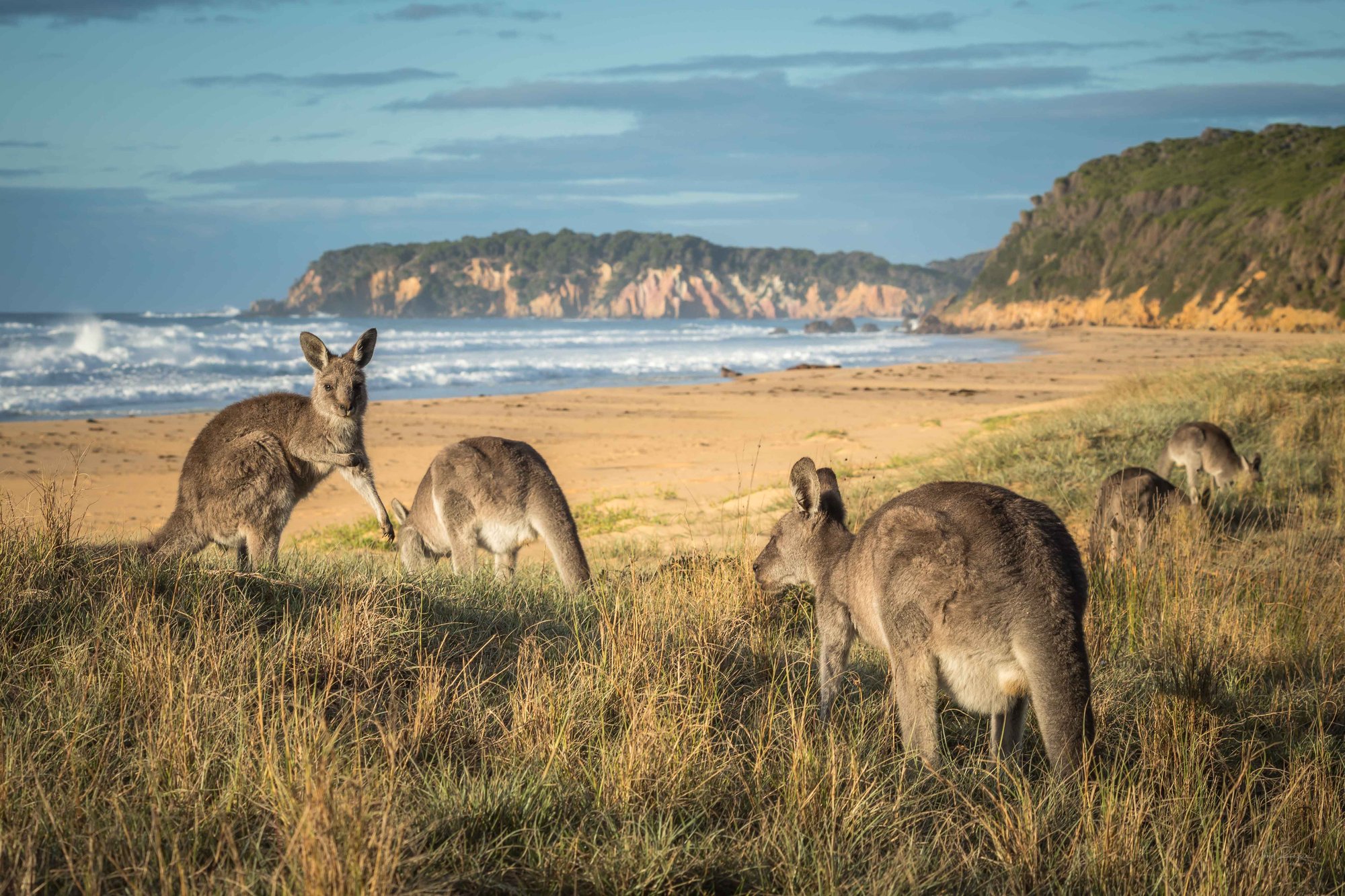 SCDM_Tathra_Landscape_DavidRogersPhotography-5704 (1)